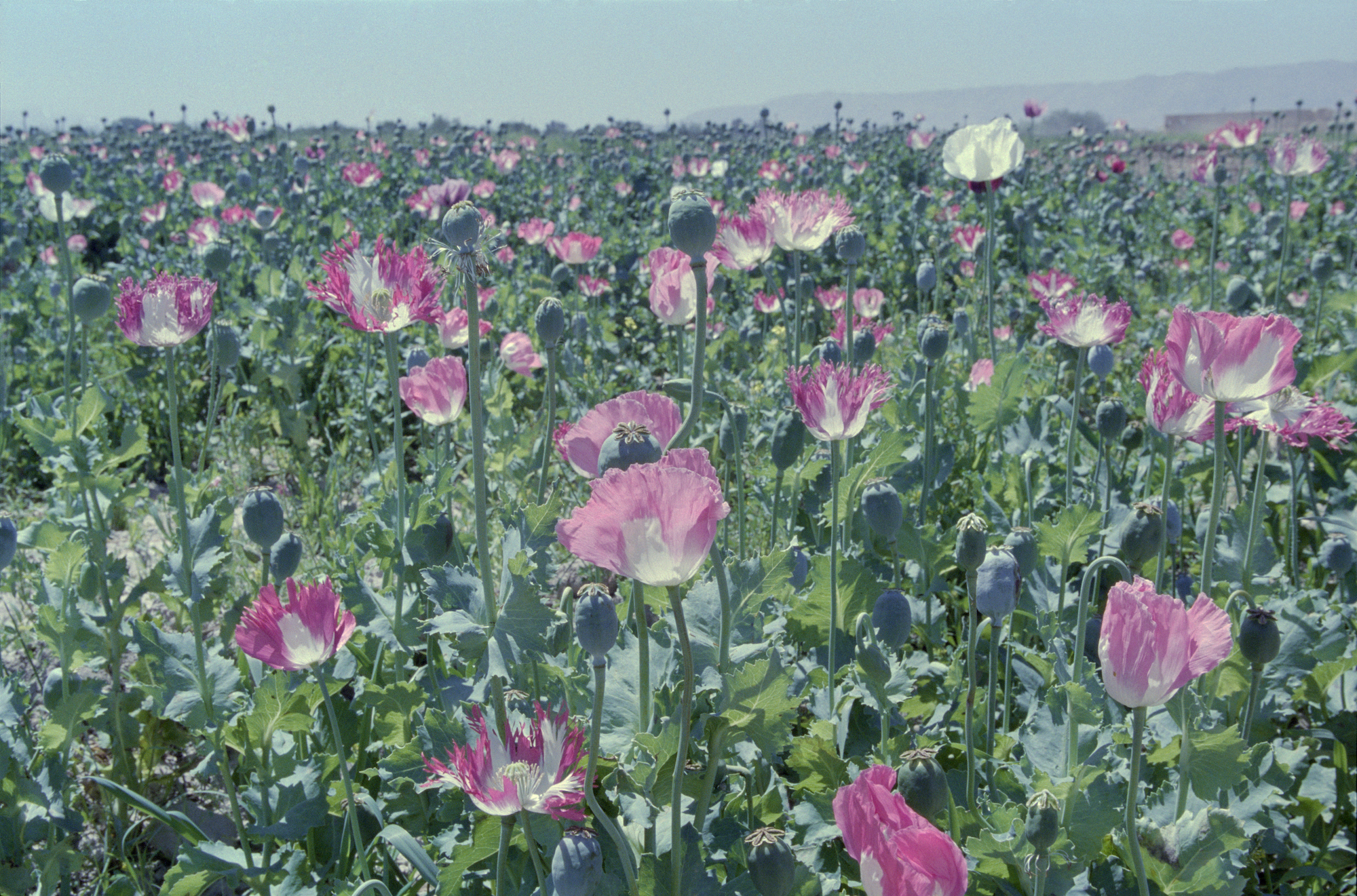 KNOT-POPPY-BOOK-AFG-1996-002