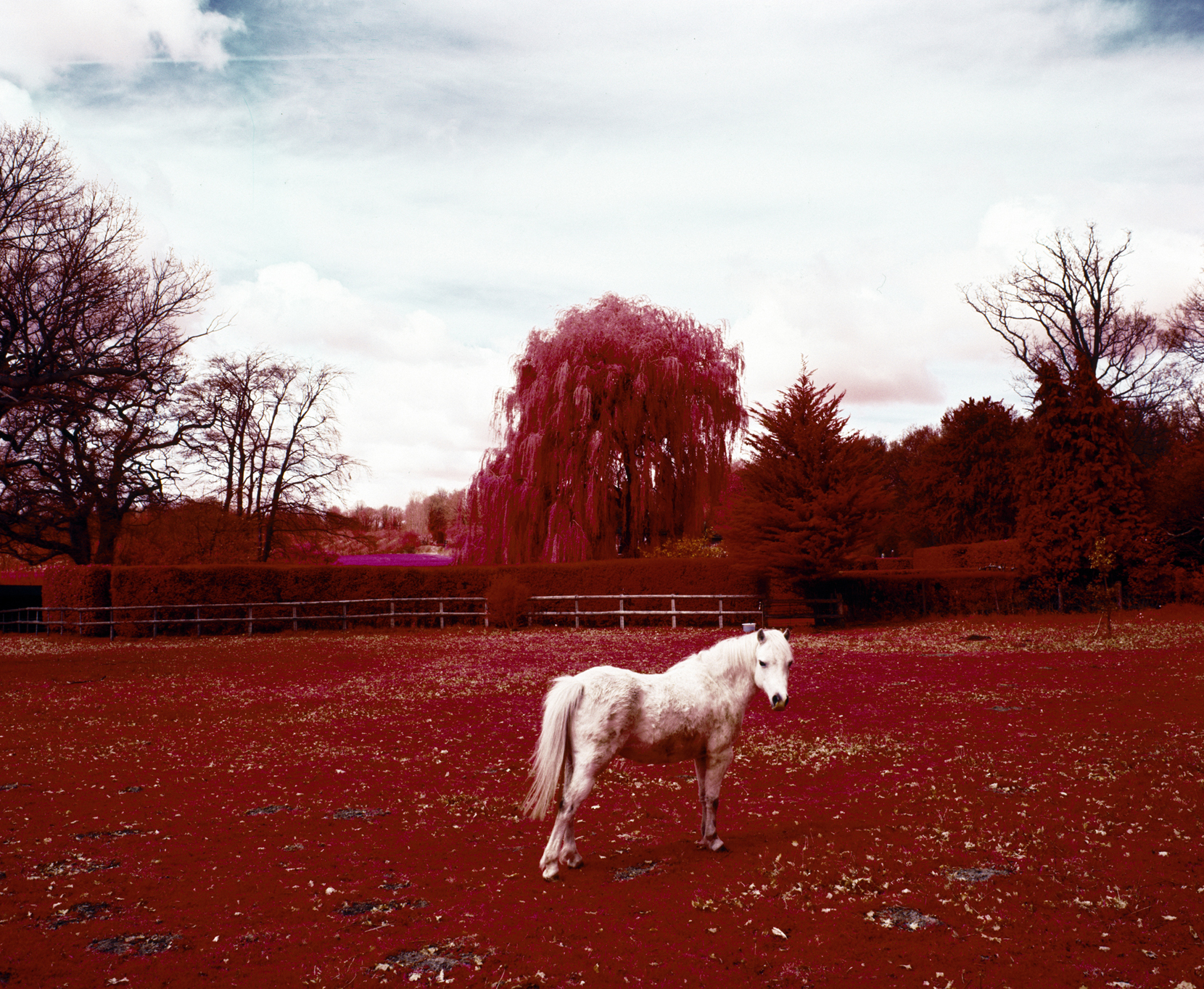The Village. Pluckley, Kent. U.K. 2011. The Village is one part of a project made up of three experimental photo-series using the last rolls of infrared colour film on the planet. As well as using the film for what it was originally designed for the project also aims to find other alternative uses for the film and subverting its original intended purposes. The first series of the project focuses on using infrared films ability to photograph on the higher end of the visual spectrum in an attempt to photograph ghosts in the most haunted village in England.
The village of Pluckley is nearly a thousand years old; the first written record of it is in the Domesday Book (1086). The Guinness Book of World Records (1989) named Pluckley the most haunted village in England and according to legend there are a number of ghosts that haunt the village and surrounding area.